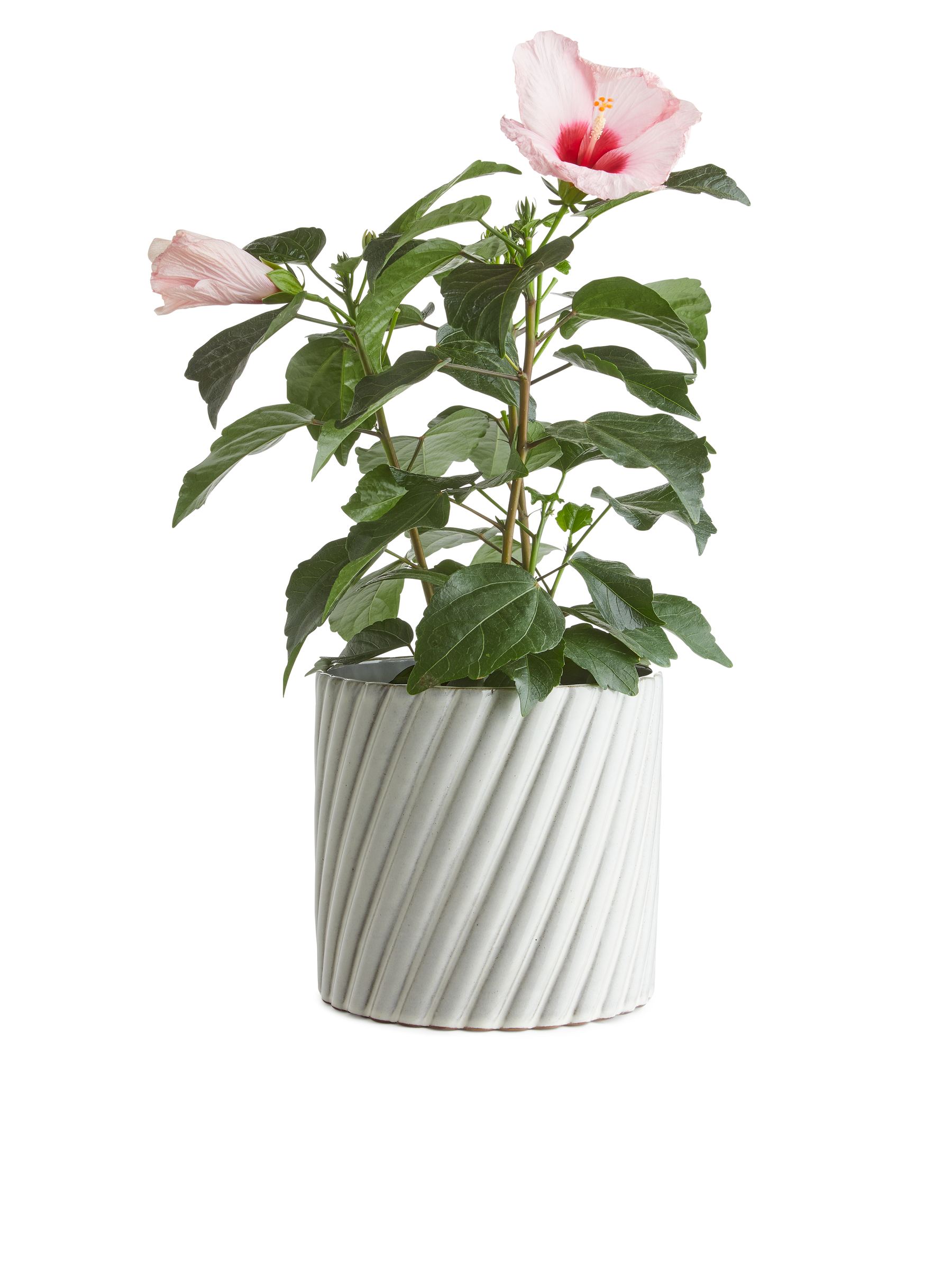 Blumentopf aus Terrakotta, 18 cm - Grau/Weiß - Homeware - StillMedia/CreativeStillLife - 2