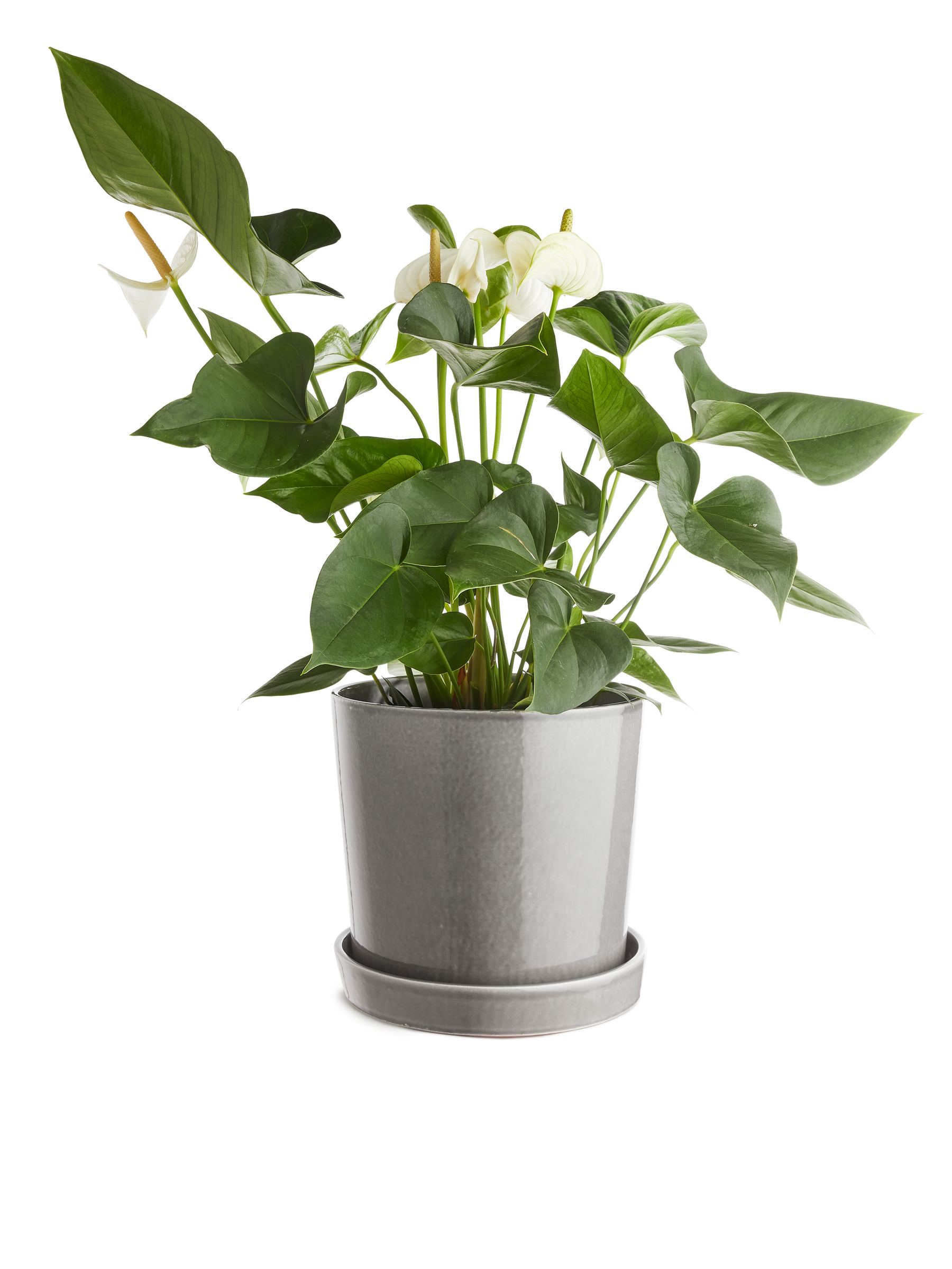 Macetero de terracota de 22 cm - Gris - Homeware - StillMedia/DescriptiveDetail - 2