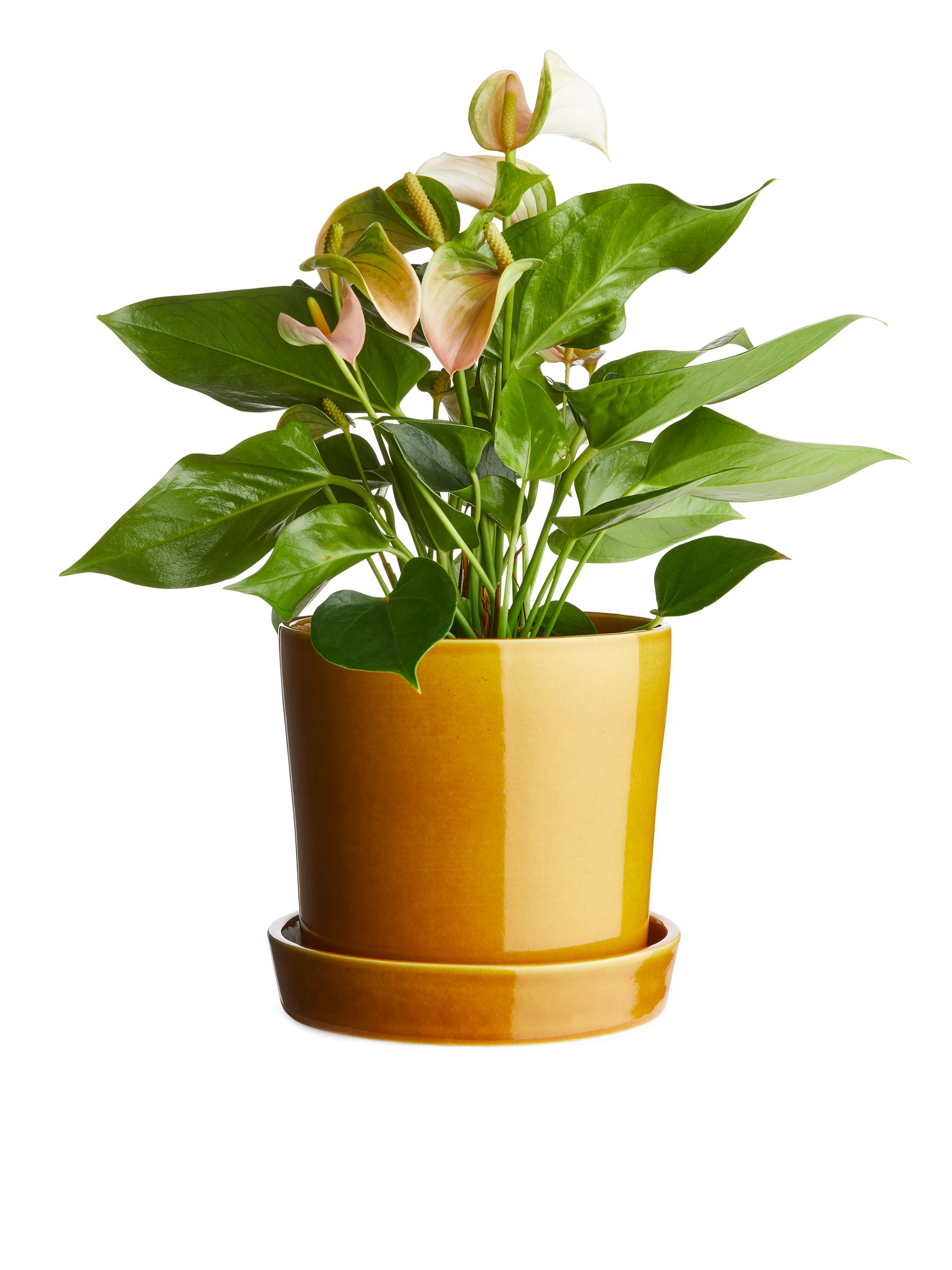 Macetero de gres 18 cm - Amarillo - Homeware - StillMedia/DescriptiveDetail - 1